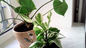 Эсхинантус жар птица!