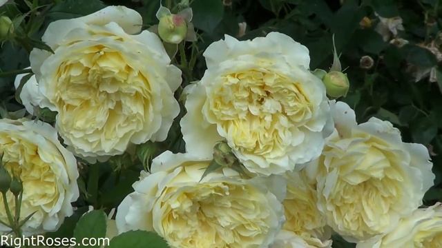 THE PILGRIM ROSE REVIEW | THE RIGHT ROSES | DAVID AUSTIN 1991 смотреть онлайн