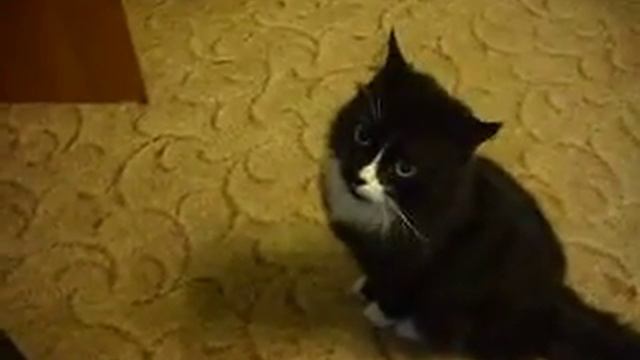 кот реагирует на кота смотреть онлайн