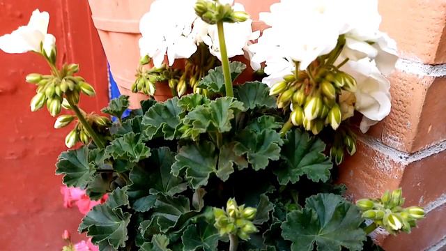 El Muro de mis Geranios смотреть онлайн