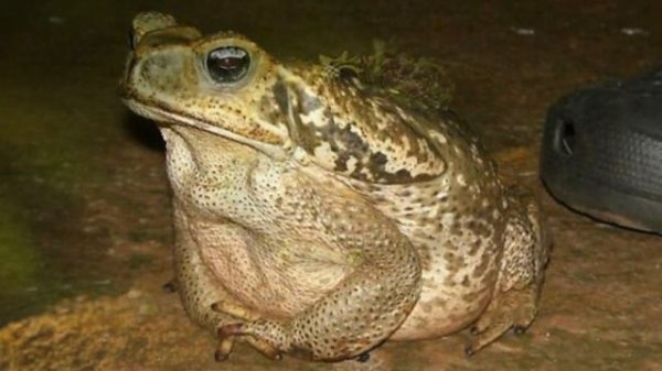 Лягушка она же царевна. Frog - princess. #лягушка #frog #frogs