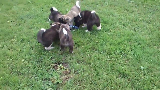 Щенки Акиты смотреть онлайн