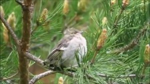 Зяблик и 15 интересных фактов о нём