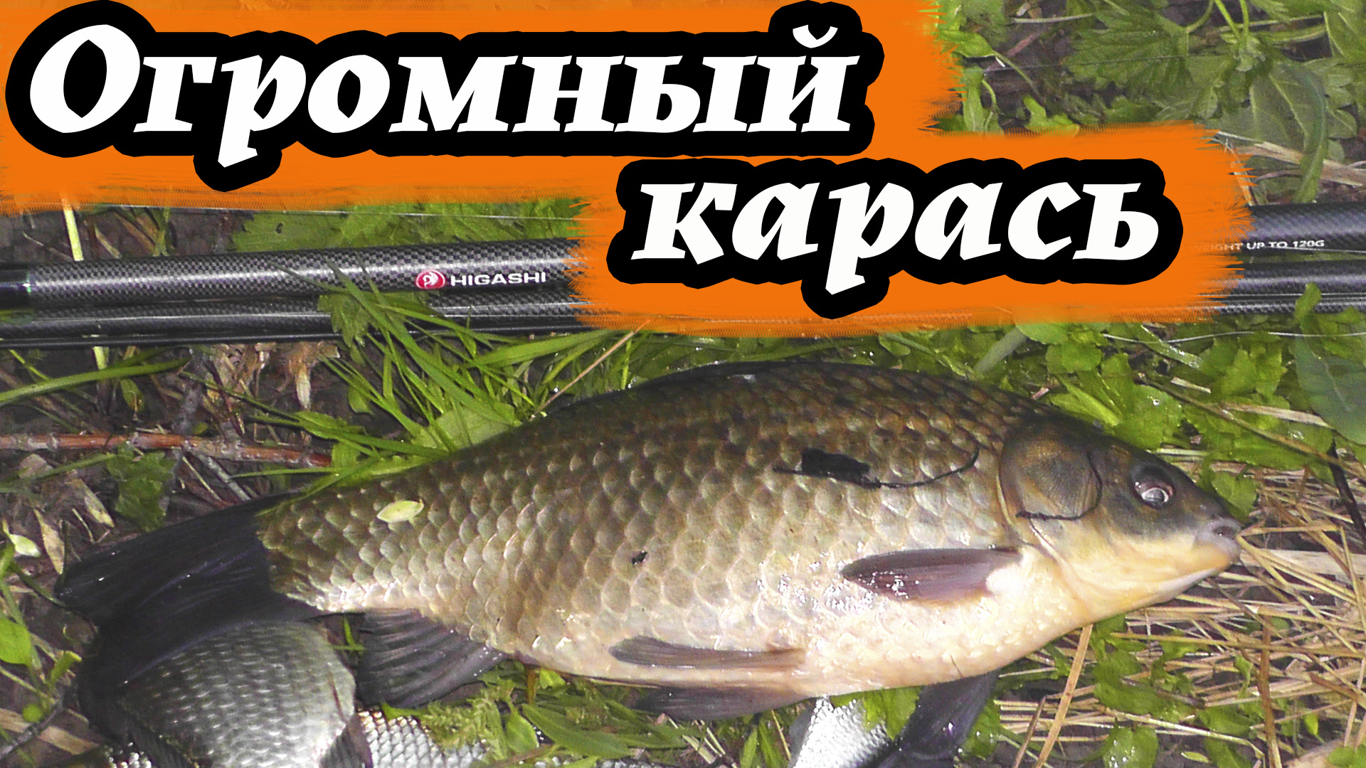 Поймал огромного карася! Весенняя рыбалка на фидер на вечерней зорьке смотреть онлайн