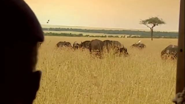 Le gardien des lions - Kenya, réserve Maasaï Mara смотреть онлайн
