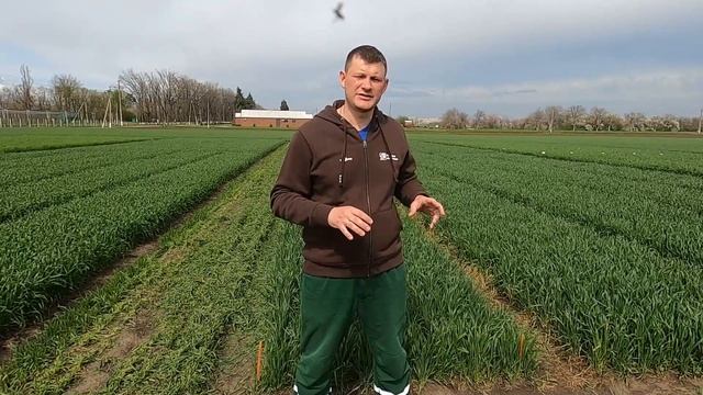 Повторная инокуляция желтой ржавчиной, Краснодар смотреть онлайн