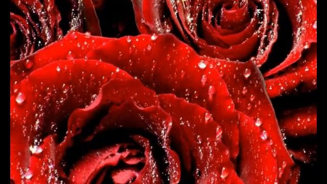 любимые цветы девушек смотреть онлайн