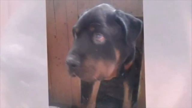 Женщина пришла в квартиру, где жили квартиранты и не поверила своим глазам, когда это увидела смотреть онлайн