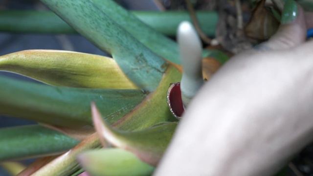 Philodendron radiatum - Cross Pollination смотреть онлайн