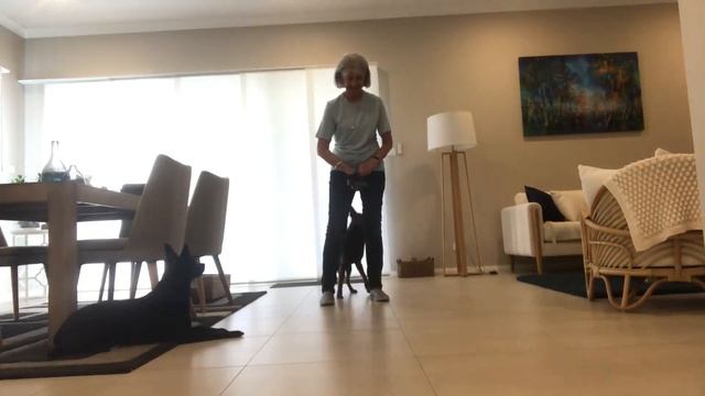 Error With Dog Leaning To Straddle Take 2 смотреть онлайн