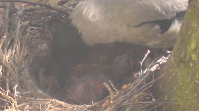 26й день - 11.05.2017: Клуша не одна! Ворон и Ворона Клуша кормят воронят - вся семья в сборе. смотреть онлайн