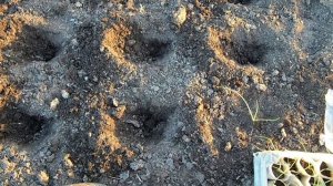 Гигантский лук Эксибишен. Секреты высадки рассады. Как вырастить луковицу 1 кг