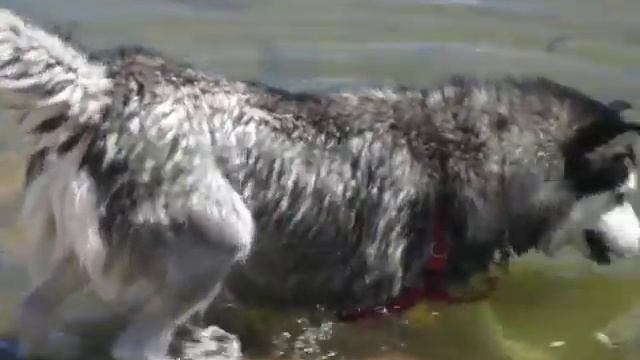 Husky fishing for tennis balls смотреть онлайн