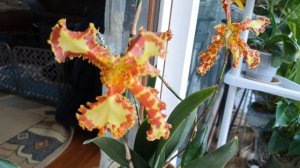 Psychopsis Mariposa «Special«Three Lips.Описание и уход.