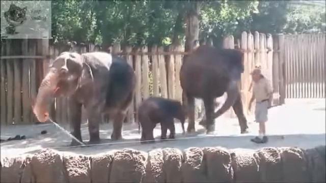 VERY FUN ELEPHANTS Смешные слоны, Слон ИГРАЕТ НА ПИАНИНО и ЧИСТИТ СЕБЯ ЩЕТКОЙ смотреть онлайн