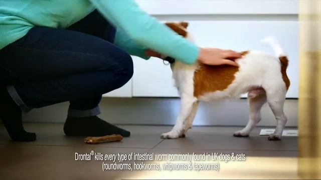 Drontal worming for puppies, dogs and cats | Pharmacy4pets.com смотреть онлайн