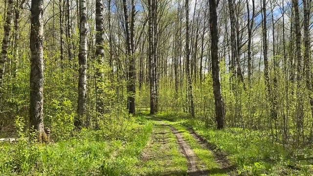 Майский лес - пение птиц, релакс / forest sounds for relaxing / Sounds of Nature / Звуки природы смотреть онлайн