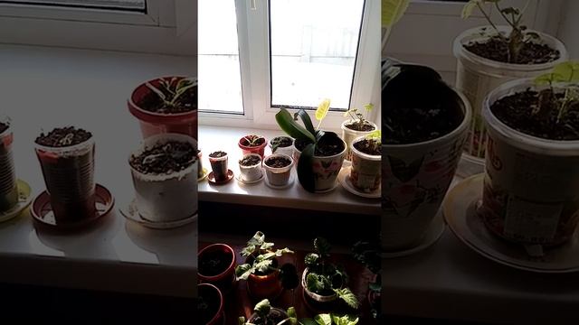 Знакомство, зимнии работы дома выращивание цветов. смотреть онлайн