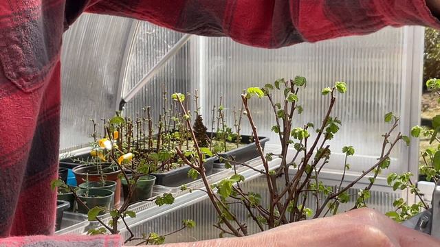 Creative Bonsai Landscape Challenge-Final Reveal. 9-Mar-2023 смотреть онлайн