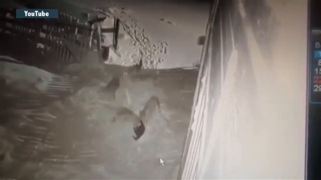 Волки убивают дворовых собак. смотреть онлайн