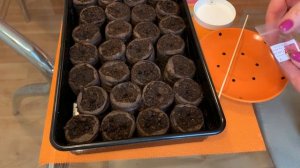 Как посеять петунию в торфяные таблетки