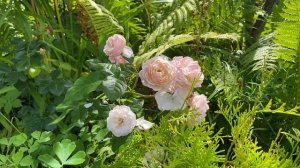 Роза  Нью Дримз (New Dreems, Vissers, Бельгия, 2013) 20.08.23 #розы_в_Подмосковье #сорта_роз