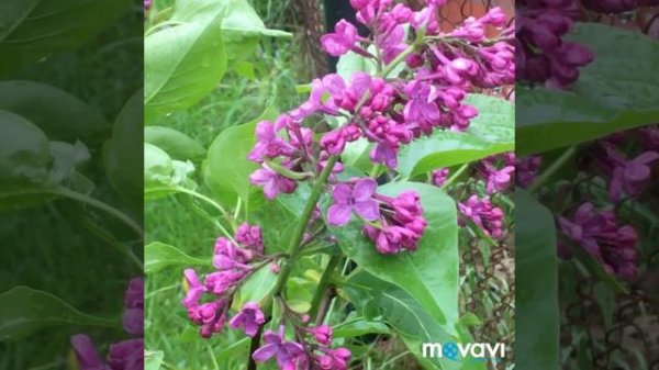 Сирень и спирея в моем саду.