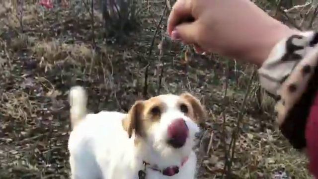 Гостиница для собак Собачья Дача.Екатеринбург. Веселые прогулки.+79122806358