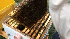 Опытное матководство. Выводим маток сами. Заселяем джентерский сот маткой. Часть 1