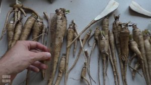 Цикорий корневой Петровский.