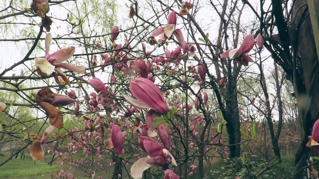 Фестиваль богини цветов | Flower Goddess traditional Chinese festival | 花朝节 | В Шанхае 10 утра смотреть онлайн