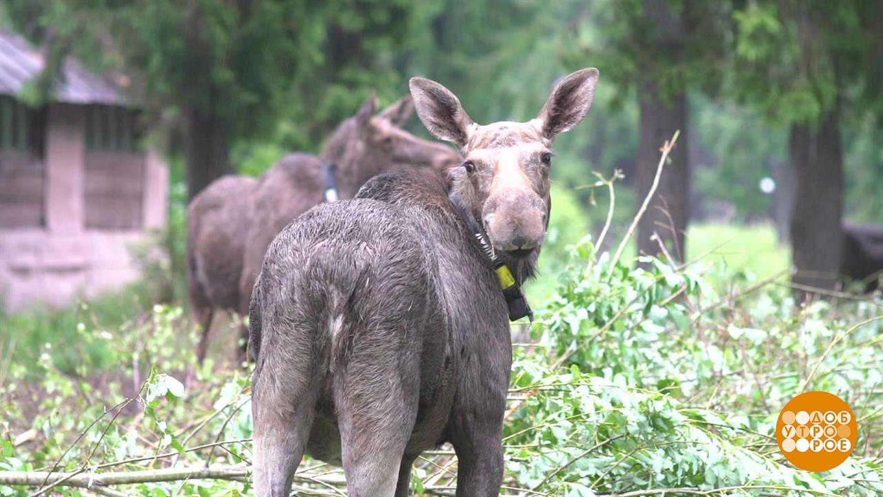 Лосиха, лосиха, дай молочка! Доброе утро. Фрагмент выпуска от 17.07.2019 смотреть онлайн