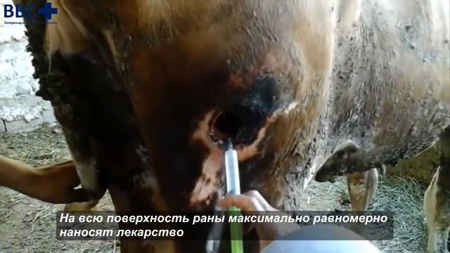 Лечение пролежней у коров