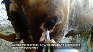 Лечение пролежней у коров