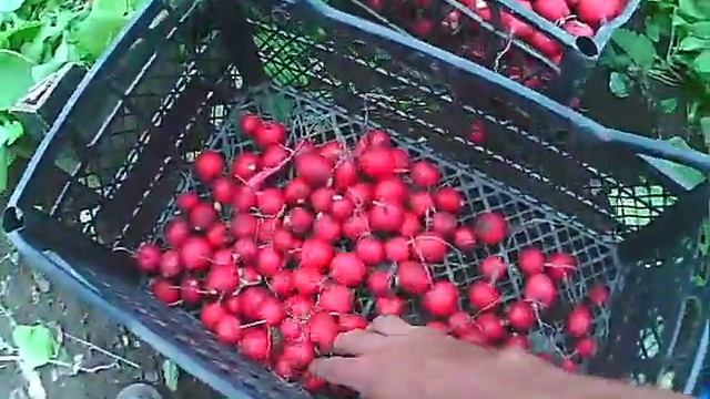 Ремонтная Фантазия