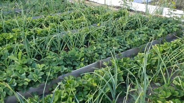 155. Ведро клубники и два огурца. смотреть онлайн