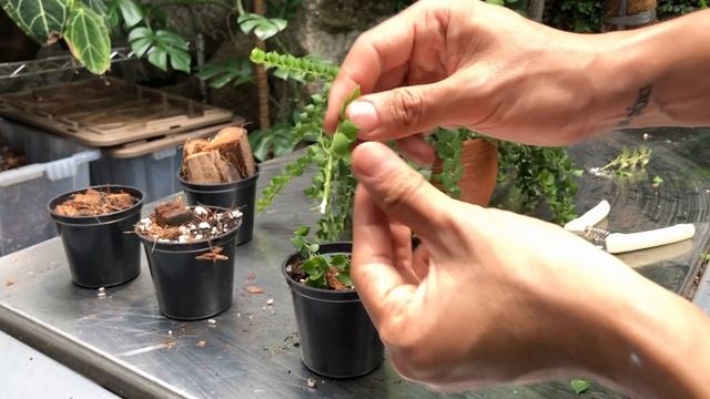 Dischidia Ruscifolia care and propagation (with updates!) смотреть онлайн
