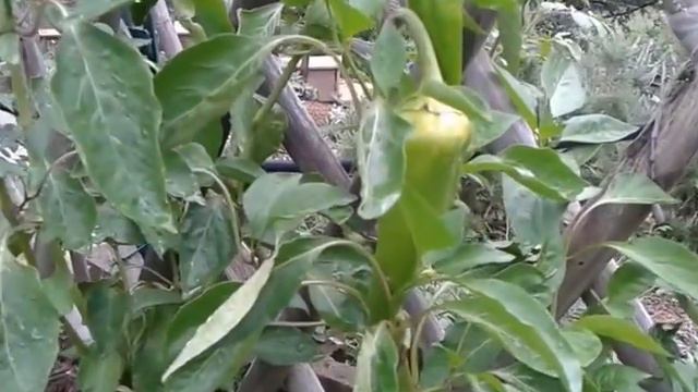 El huerto en setienbre смотреть онлайн