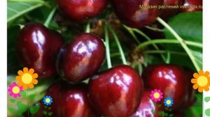 Черешня Василиса (Черешня Vasilisa). Краткий обзор, описание характеристик, где купить, саженцы