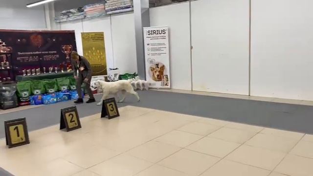 питомник Бишенели средне азиатской овчарки алабай и папийон смотреть онлайн