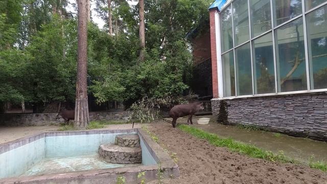 Животные Новосибирского зоопарка: тапиры / Novosibirsk Zoo animals: tapirs ;) смотреть онлайн