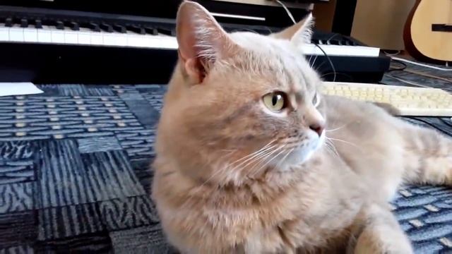 Кот и кошка, говорит Я тебя ЛЮБЛЮ. Разговаривает - Самое милое видео! смотреть онлайн