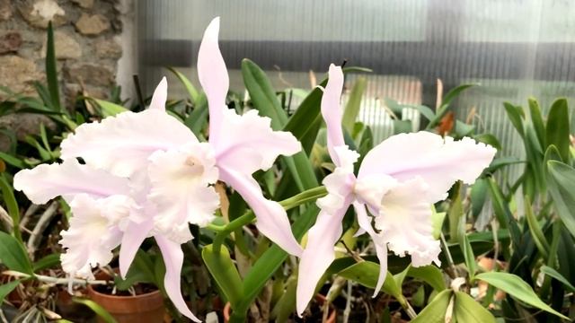 Cattleya lobata f concolor смотреть онлайн