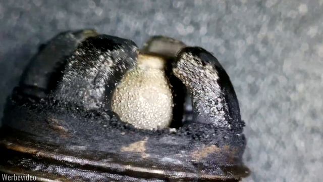 CARBON-Mikrofaser | Dr. Wack | Aurum Performance | Andonstar | Osram Nightbreaker | VLOG #1 смотреть онлайн