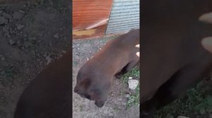 Течка Кане Корсо