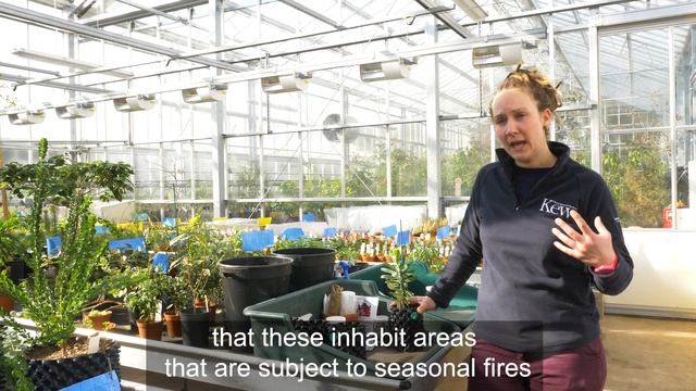 Temperate House: Propagating plants смотреть онлайн