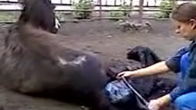 Рождение ослика смотреть онлайн