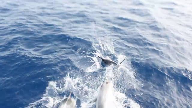 Дельфины в Красном море. Шарм-Эль-Шейх. смотреть онлайн