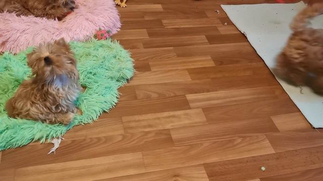 VID 20230605 052103 Это о "ДЮЙМОВОЧКЕ" . Очень маленькая девочка.- голддаст йорк смотреть онлайн