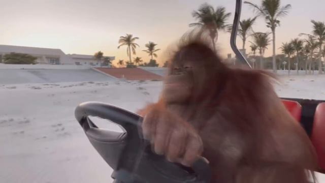 ОРАНГУТАНГ ЕДЕТ НА ГОЛЬФ КАРЕ - ОТКУДА МЕМ? смотреть онлайн